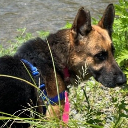 Enlarge Etta, a Adoptable Shepherd in Montour Falls, NY image 1/7