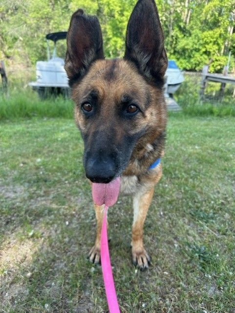 Enlarge Etta, a Adoptable Shepherd in Montour Falls, NY image 7/7