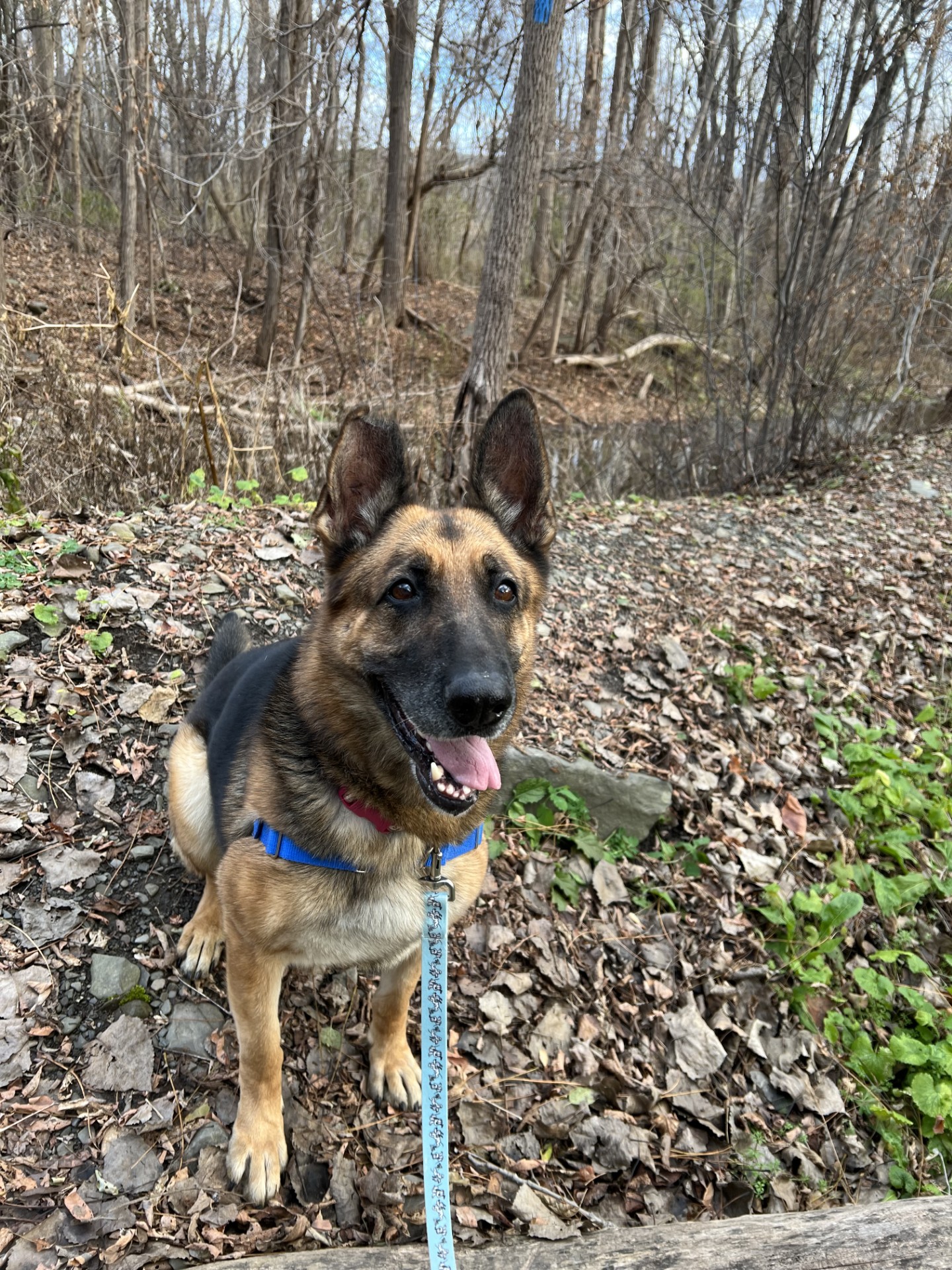 Enlarge Etta, a Adoptable Shepherd in Montour Falls, NY image 6/7