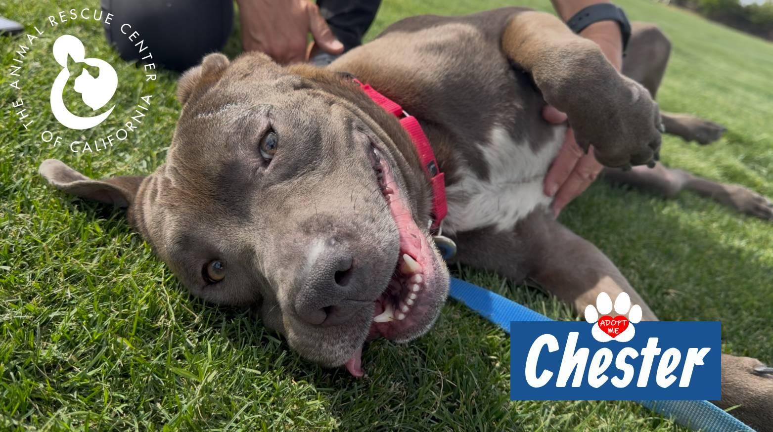 Enlarge Chester, a Adoptable mixed breed in Coachella, CA image 3/4
