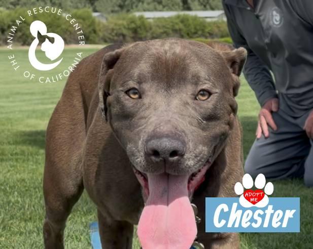 Enlarge Chester, a Adoptable mixed breed in Coachella, CA image 2/4