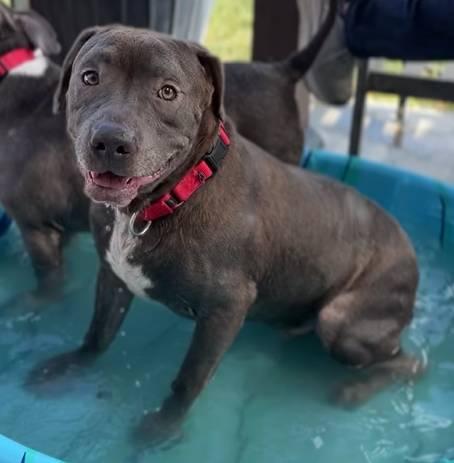 Enlarge Chester, a Adoptable mixed breed in Coachella, CA image 1/4