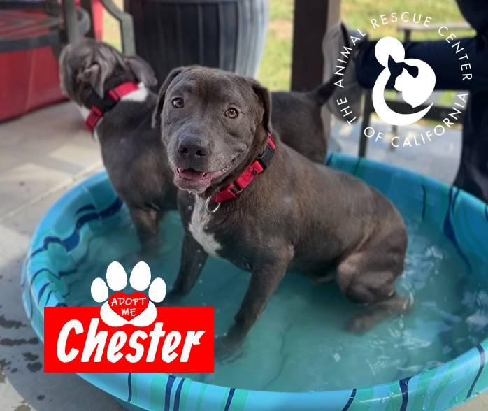 Enlarge Chester, a Adoptable mixed breed in Coachella, CA image 4/4