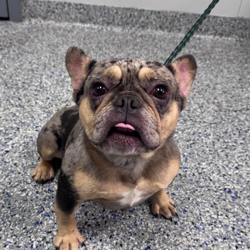 Enlarge Custard, a ADOPTABLE French Bulldog in Orlando, FL image 1/1