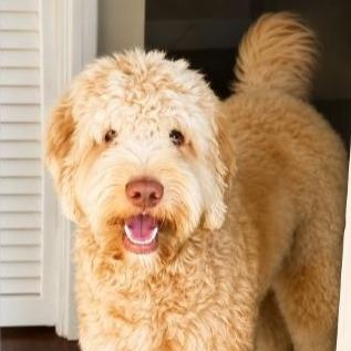 Sebastian, adopted, Young Male Goldendoodle.