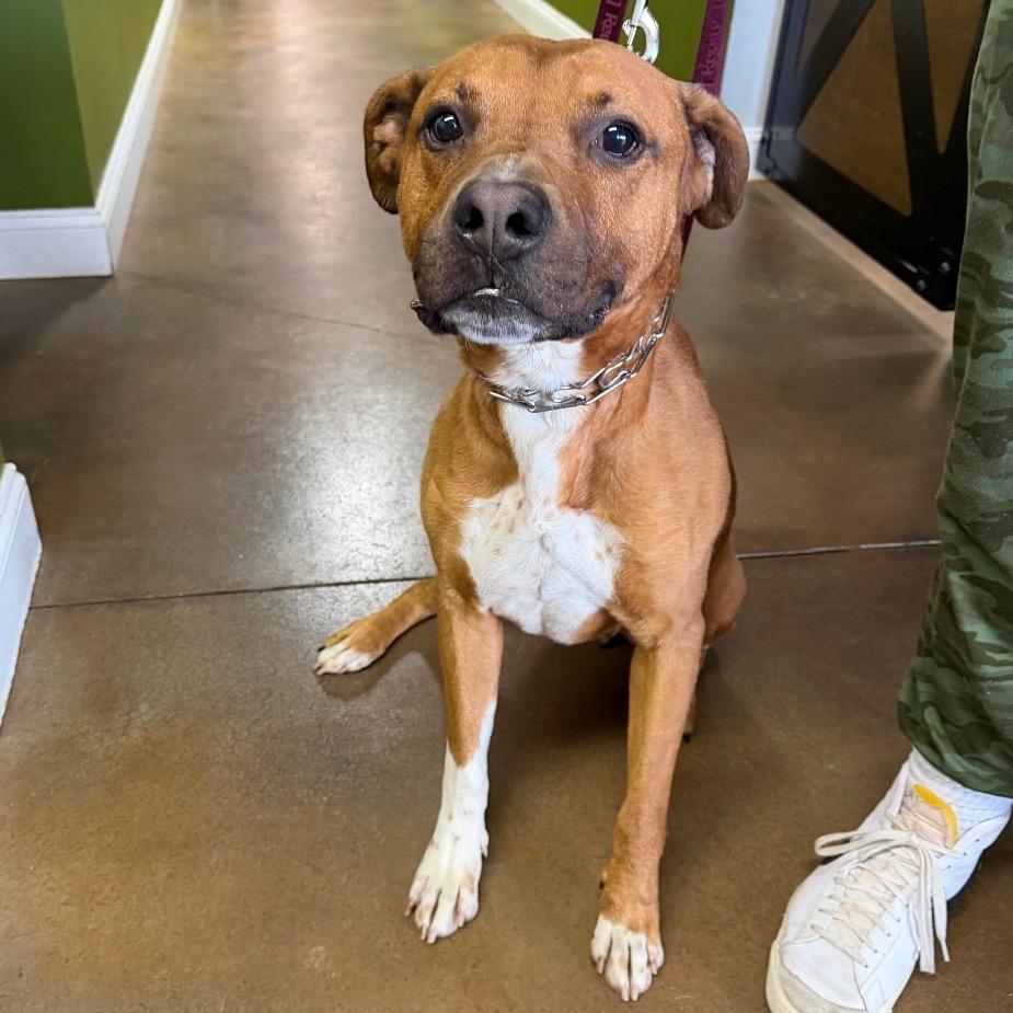 Zeus, a Adoptable Mixed Breed in Avon, OH image 1/6