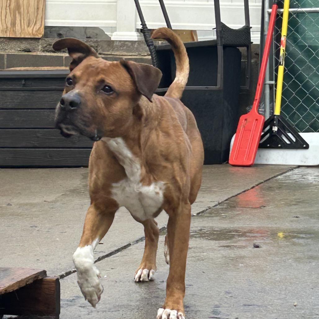 Enlarge Zeus, a Adoptable Mixed Breed in Avon, OH image 3/6