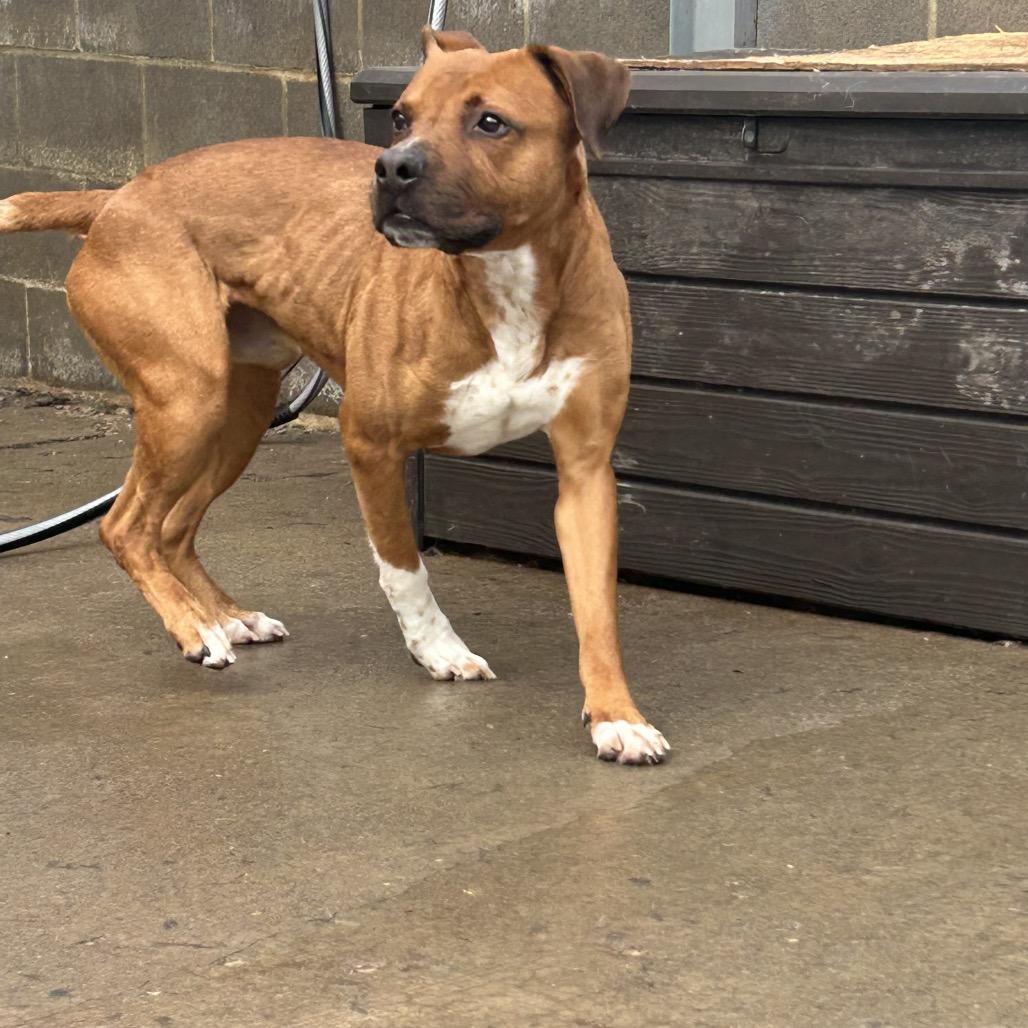 Enlarge Zeus, a Adoptable Mixed Breed in Avon, OH image 4/6