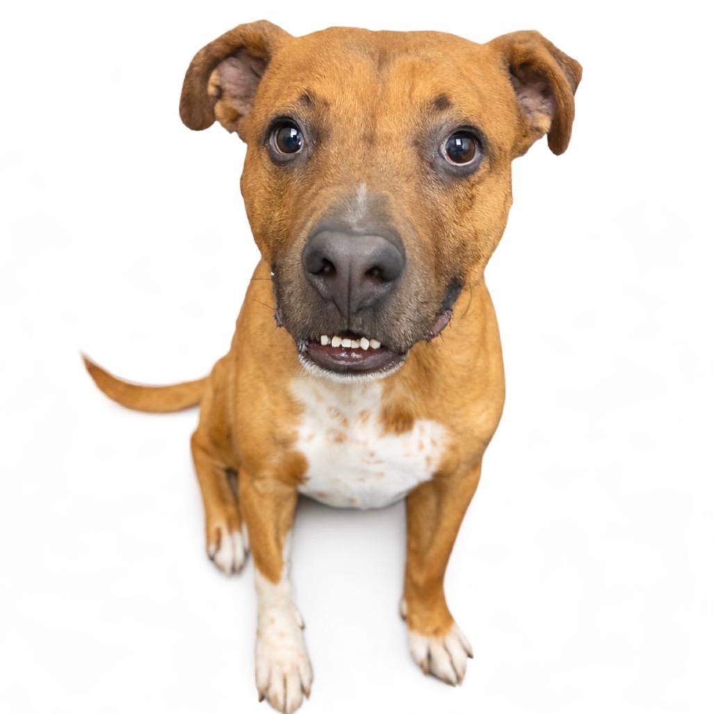 Zeus, Adoptable, Adult Male Mixed Breed.