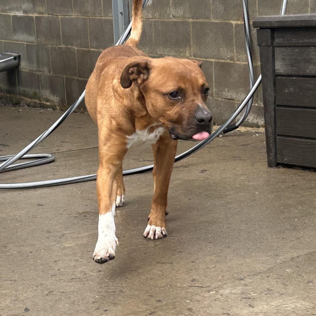 Enlarge Zeus, a Adoptable Mixed Breed in Avon, OH image 5/6