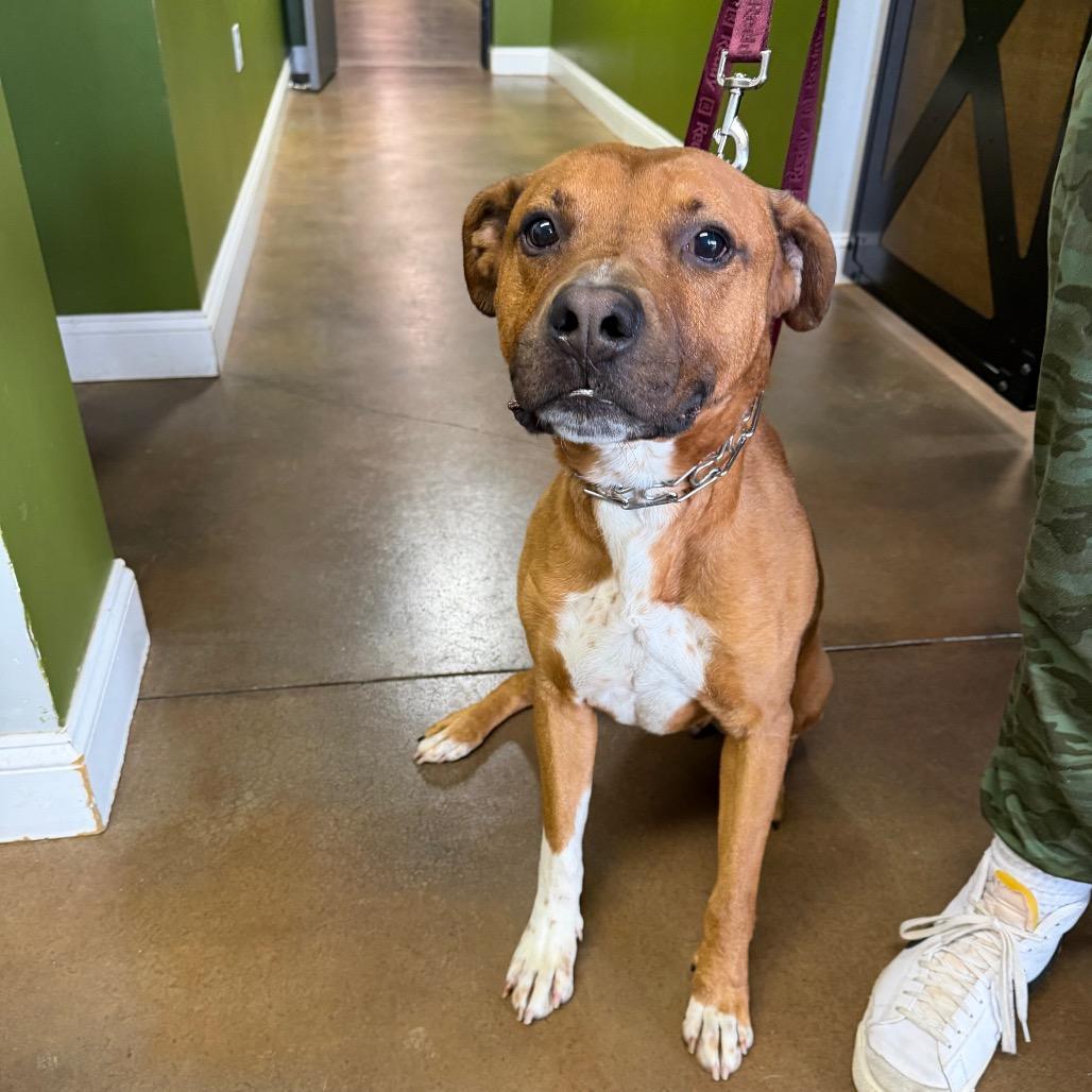 Enlarge Zeus, a Adoptable Mixed Breed in Avon, OH image 2/6