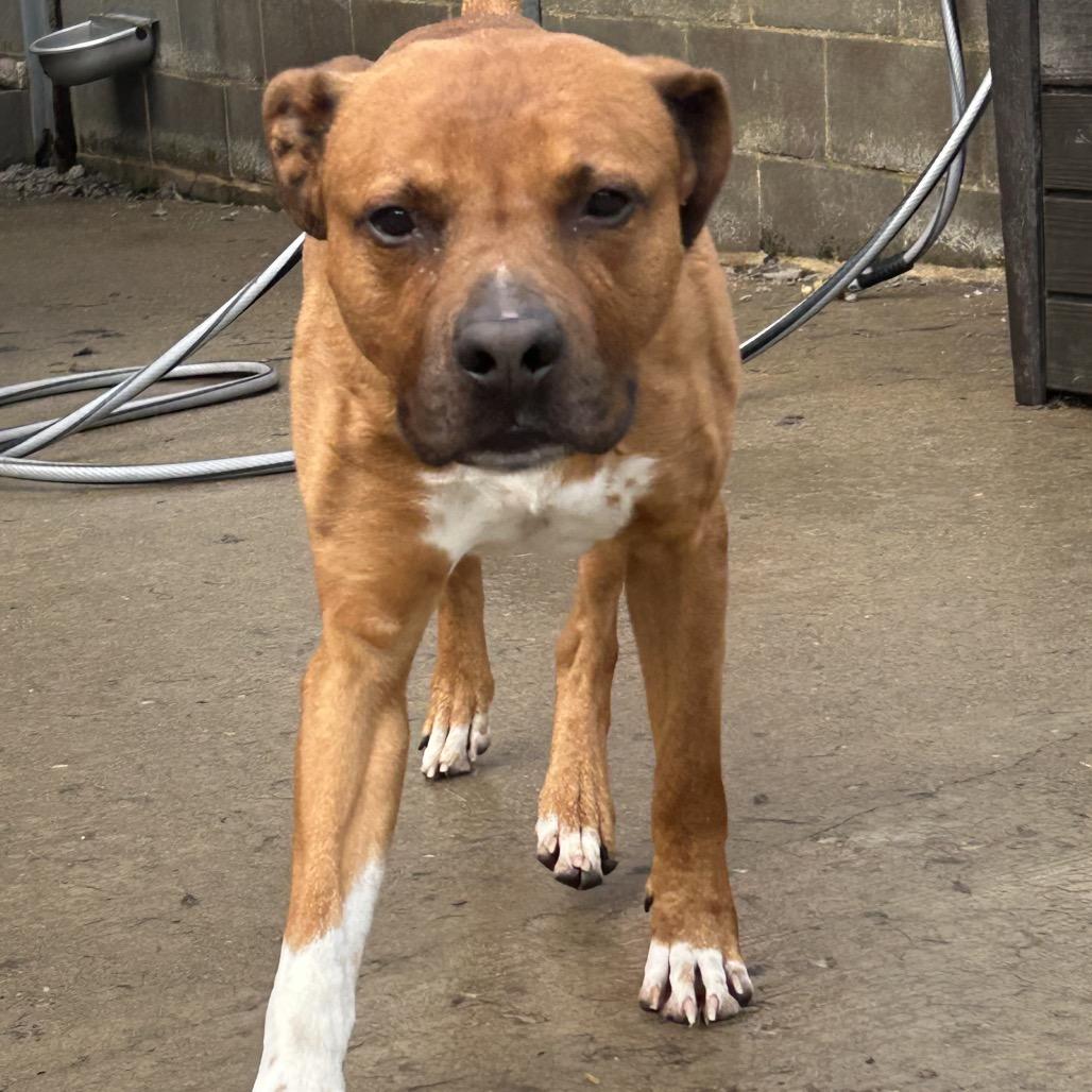 Enlarge Zeus, a Adoptable Mixed Breed in Avon, OH image 6/6