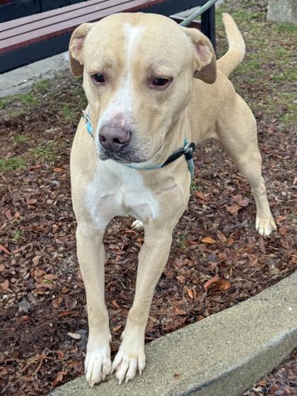 Brutus — thumbnail 2