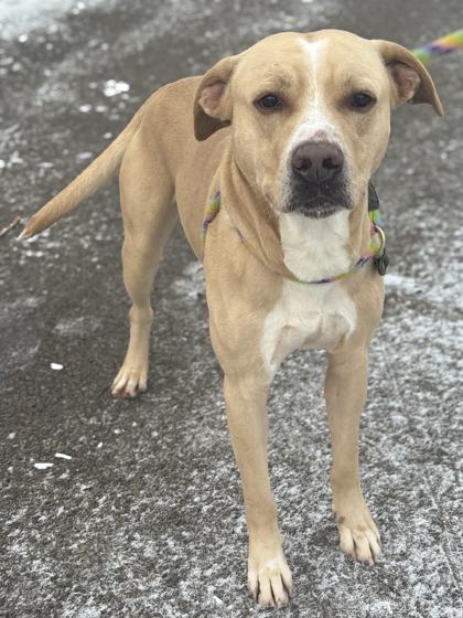 Brutus — thumbnail 3