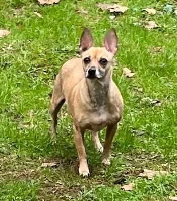 Hanna, a Adoptable mixed breed in Woodstock, GA image 2/3