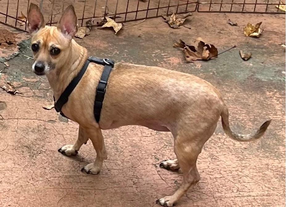 Hanna, a Adoptable mixed breed in Woodstock, GA image 3/3