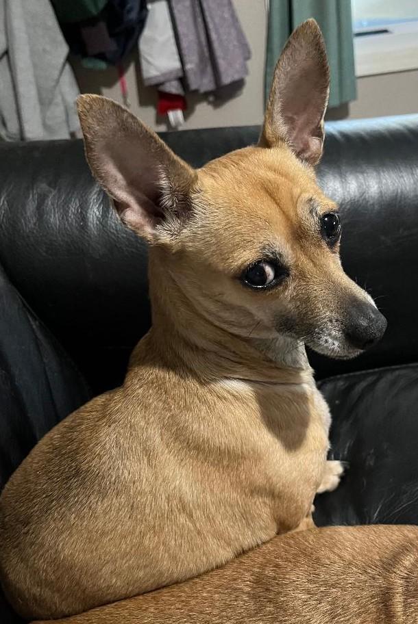 Hanna, Adoptable, Senior Female Feist & Chihuahua.