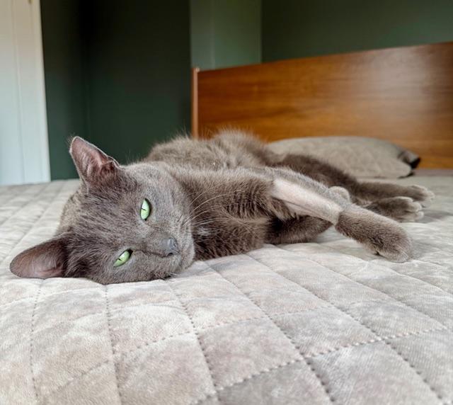 Enlarge Smokey, a ADOPTABLE Domestic Short Hair in Milwaukee, WI image 5/6