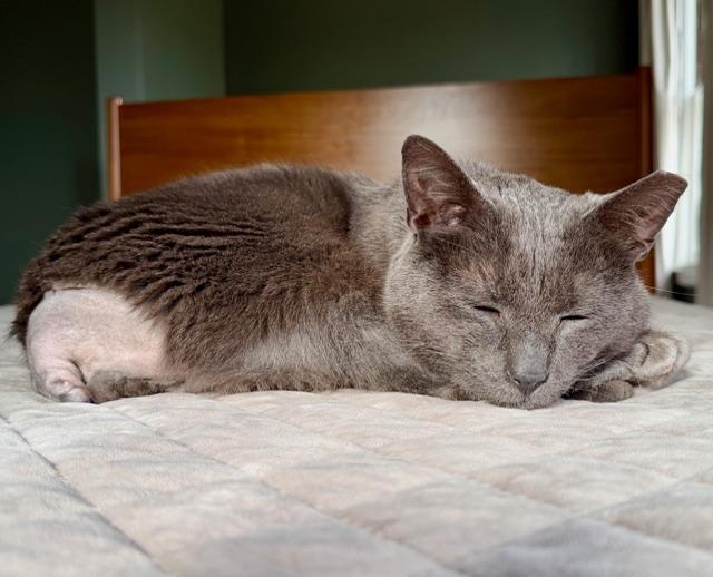 Enlarge Smokey, a ADOPTABLE Domestic Short Hair in Milwaukee, WI image 6/6