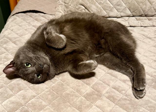Enlarge Smokey, a ADOPTABLE Domestic Short Hair in Milwaukee, WI image 2/6