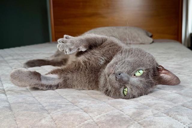 Enlarge Smokey, a ADOPTABLE Domestic Short Hair in Milwaukee, WI image 4/6