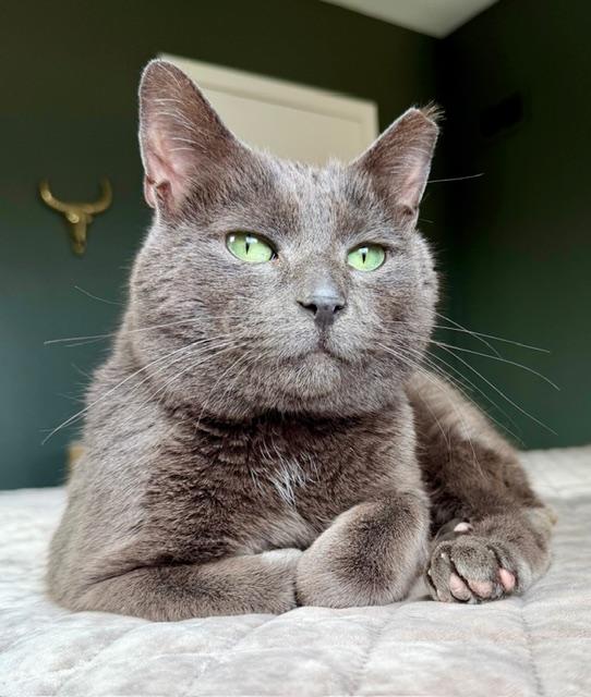 Enlarge Smokey, a ADOPTABLE Domestic Short Hair in Milwaukee, WI image 3/6