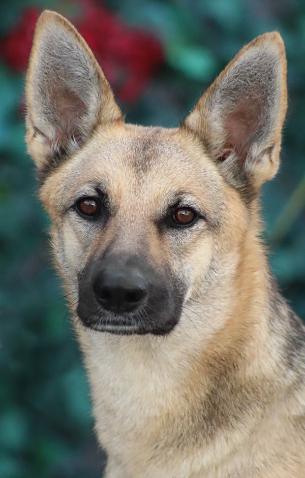 Enlarge Roxanne von Rohl", a Adoptable mixed breed in Los Angeles, CA image 1/12