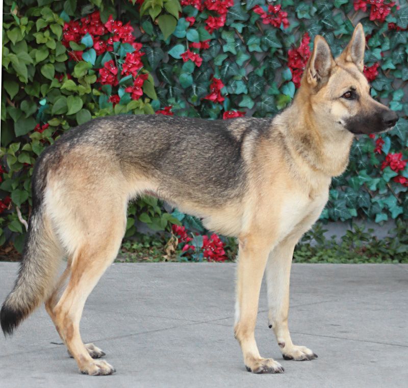 Enlarge Roxanne von Rohl", a Adoptable mixed breed in Los Angeles, CA image 2/12