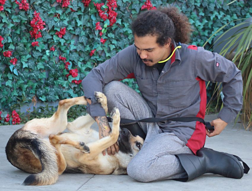 Enlarge Roxanne von Rohl", a Adoptable mixed breed in Los Angeles, CA image 3/12