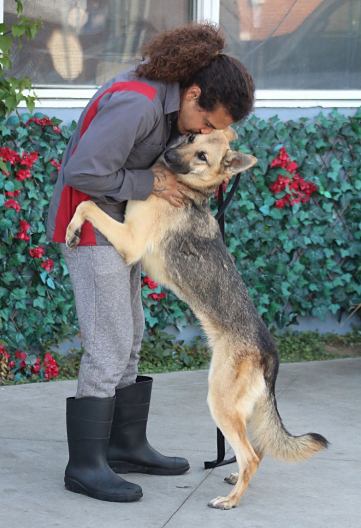 Enlarge Roxanne von Rohl", a Adoptable mixed breed in Los Angeles, CA image 4/12