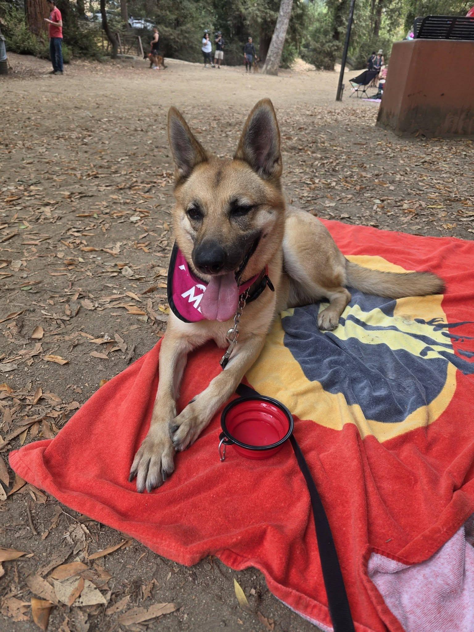 Enlarge Roxanne von Rohl", a Adoptable mixed breed in Los Angeles, CA image 3/6