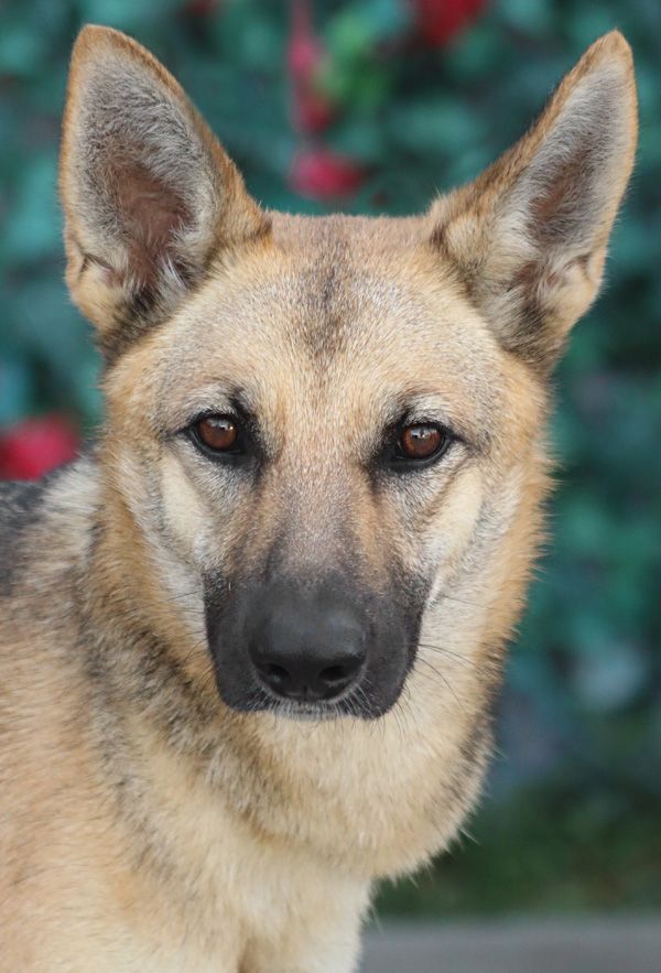 Enlarge Roxanne von Rohl", a Adoptable mixed breed in Los Angeles, CA image 5/12