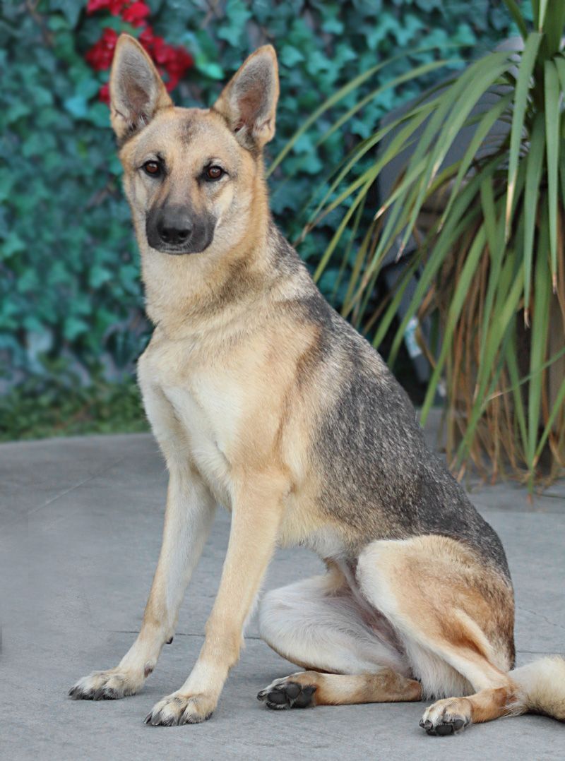 Enlarge Roxanne von Rohl", a Adoptable mixed breed in Los Angeles, CA image 6/12