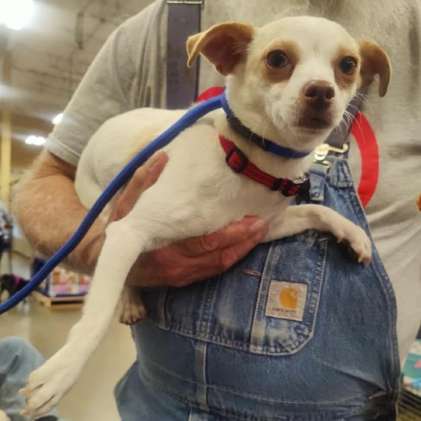 Enlarge Rose , a ADOPTABLE Chihuahua in Marana, AZ image 3/3