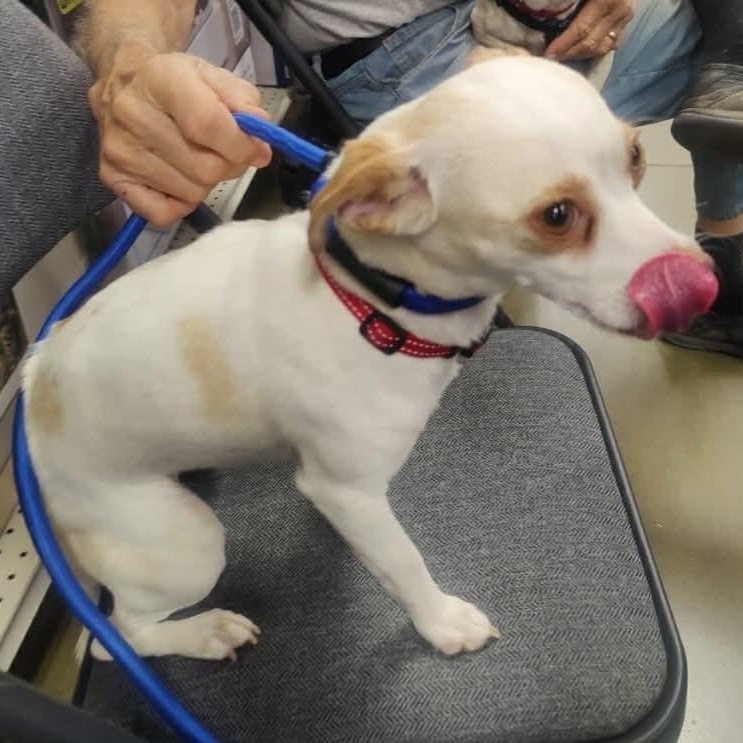 Enlarge Rose , a ADOPTABLE Chihuahua in Marana, AZ image 2/3