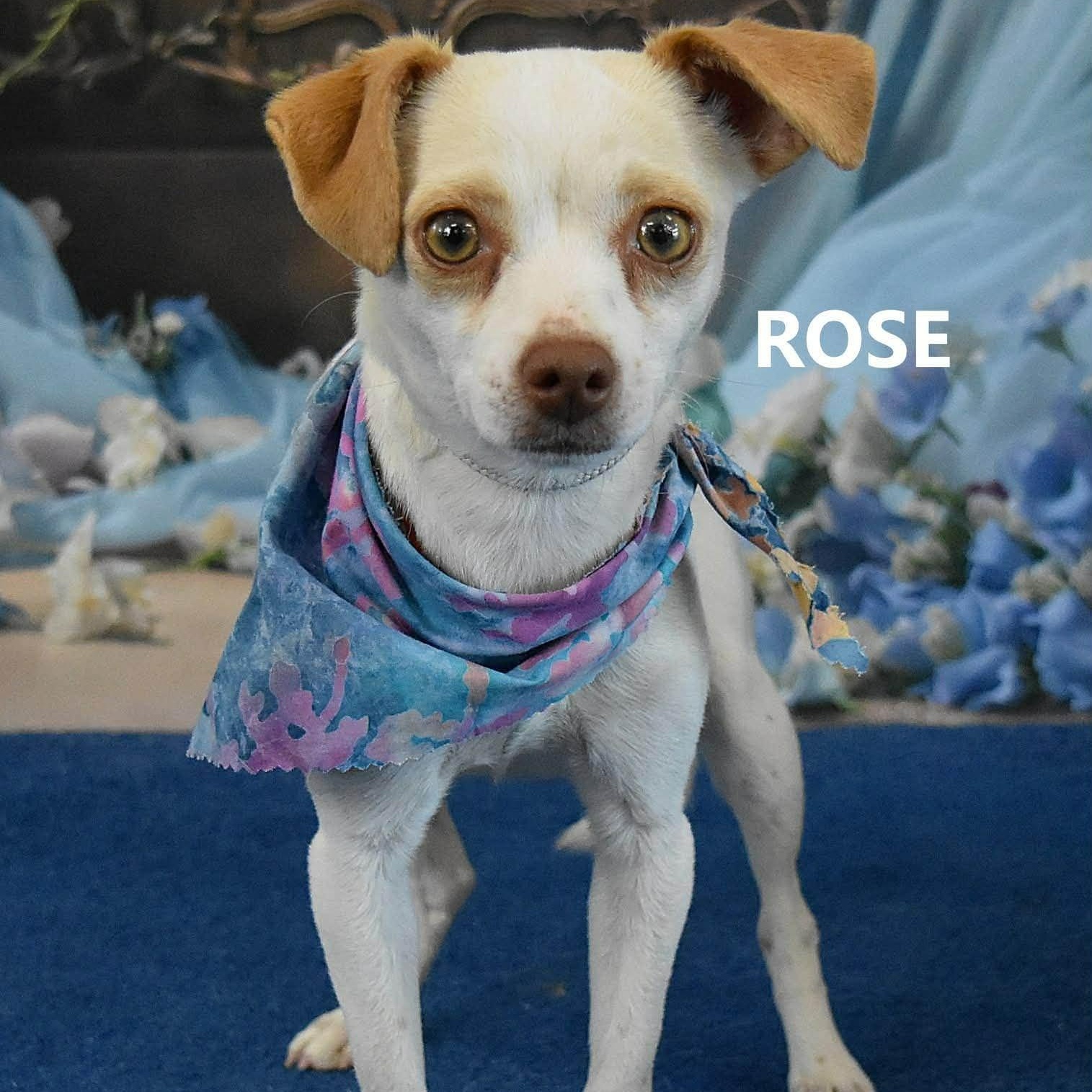 Enlarge Rose , a ADOPTABLE Chihuahua in Marana, AZ image 1/3