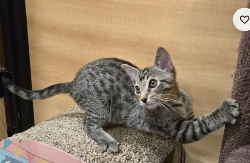 Waffle, Baby Male Tabby