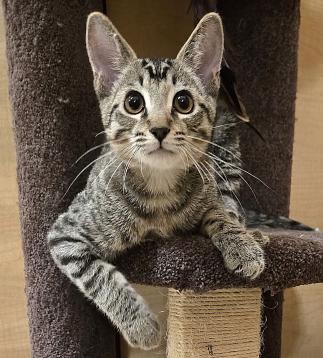 Waffle, a Adopted mixed breed image 2/4