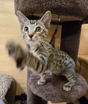 Waffle, a Adopted mixed breed image 3/4