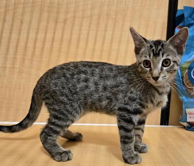 Waffle, a Adopted mixed breed image 4/4