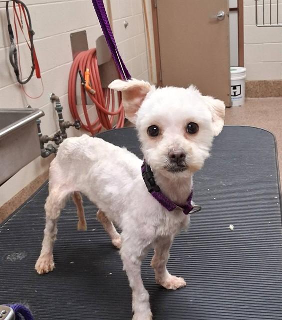 Enlarge MOMO, a Adoptable mixed breed in Springfield, MA image 1/1