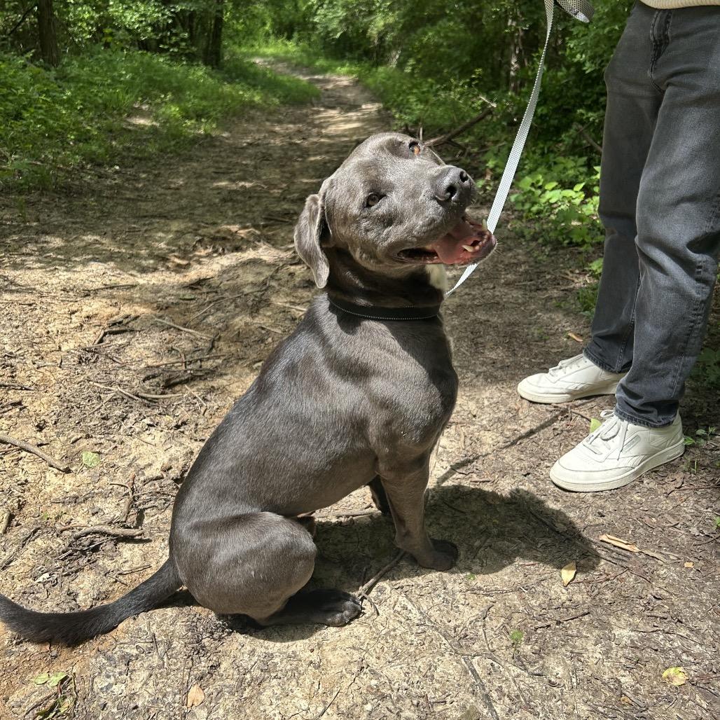 Floyd (Reduced Adoption Fee), a Adoptable mixed breed in Belleville, IL image 1/6