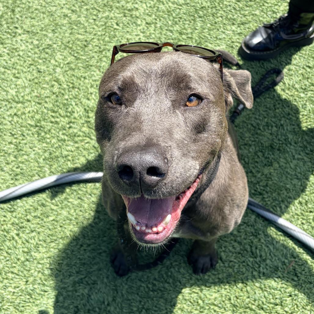 Floyd (Reduced Adoption Fee), a Adoptable mixed breed in Belleville, IL image 3/6