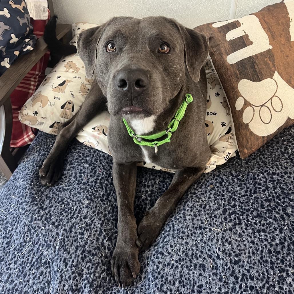 Floyd (Reduced Adoption Fee), a Adoptable mixed breed in Belleville, IL image 4/6