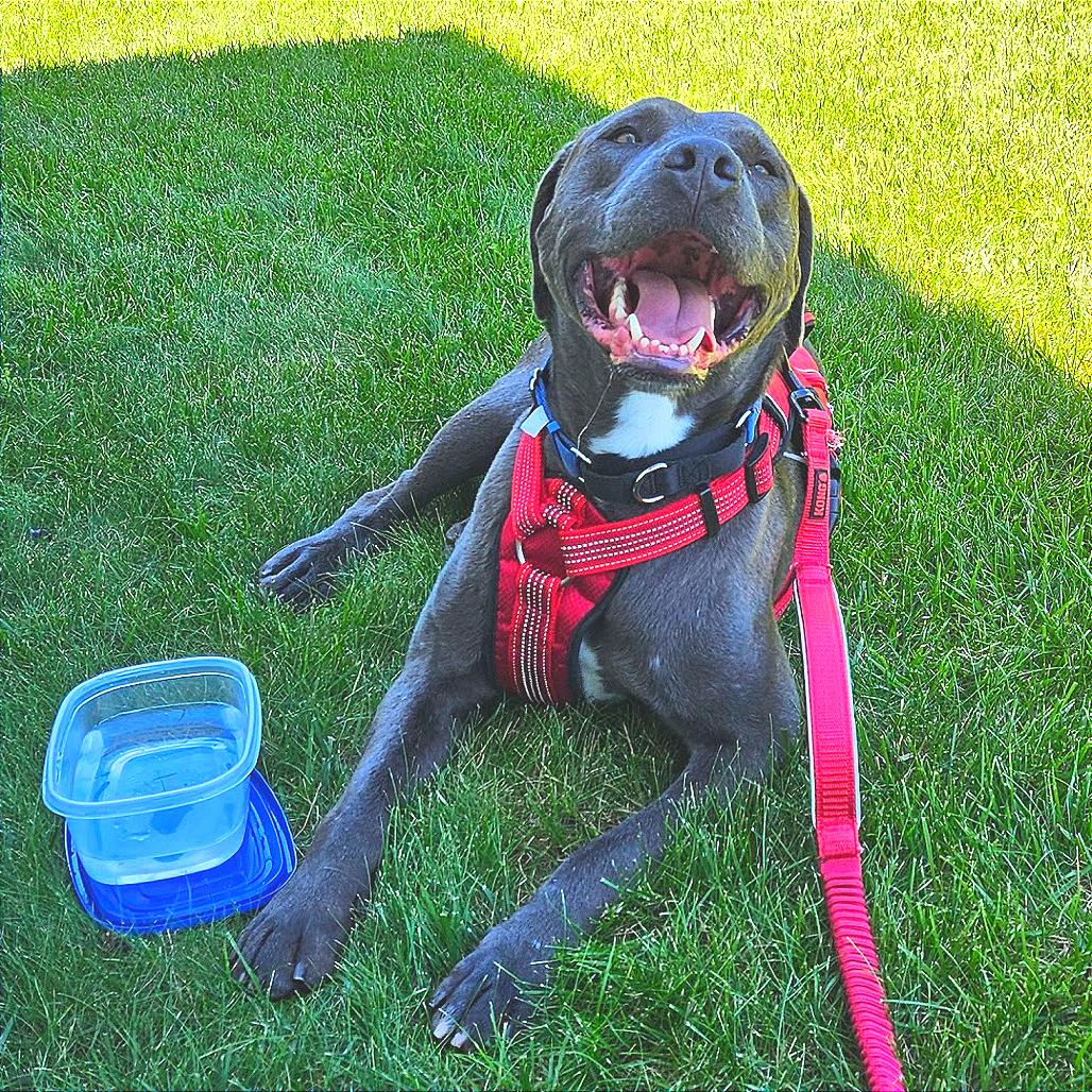 Floyd (Reduced Adoption Fee), a Adoptable mixed breed in Belleville, IL image 5/6