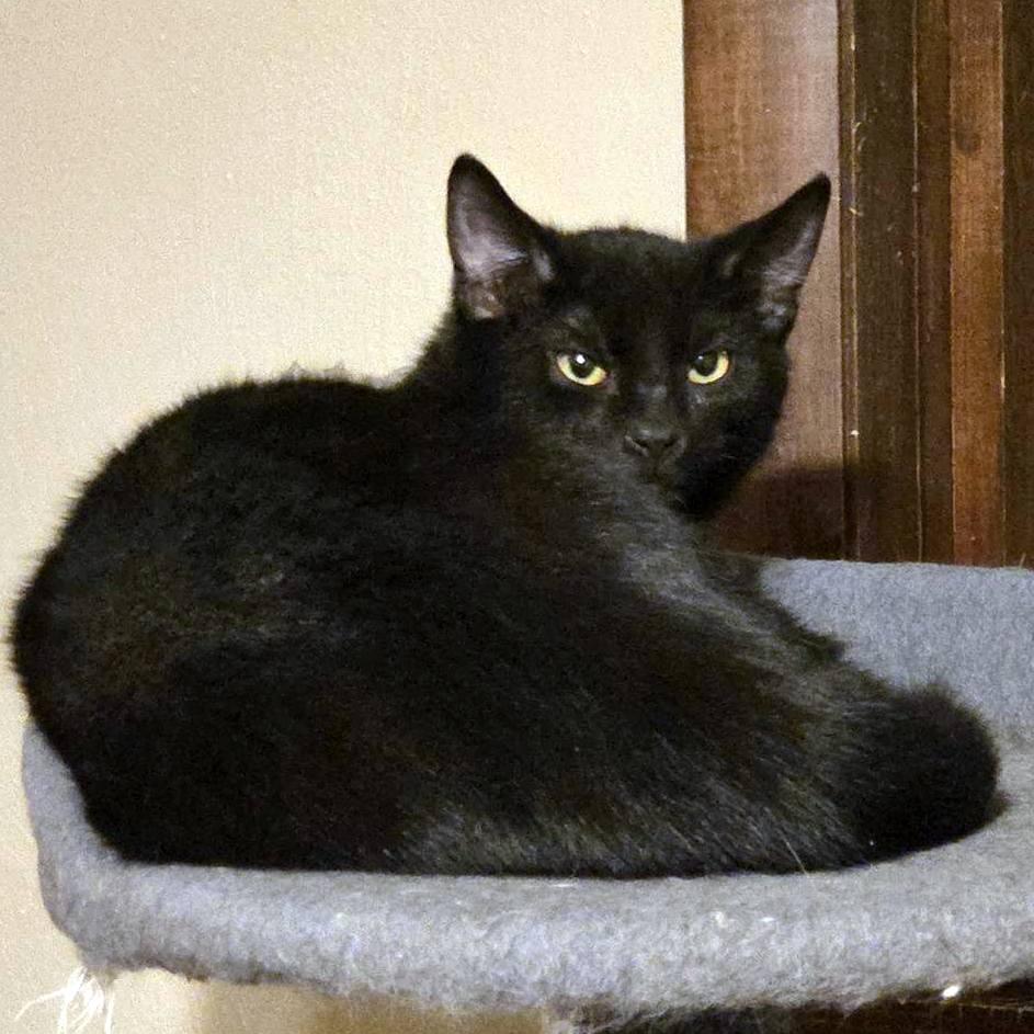 Enlarge Cole, an adopted Domestic Short Hair in Pittsburgh, PA image 3/4