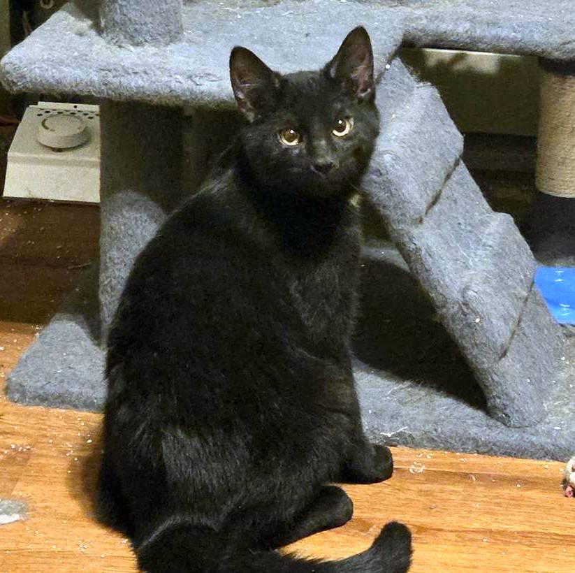 Cole, adopted, Kitten Male Domestic Short Hair.