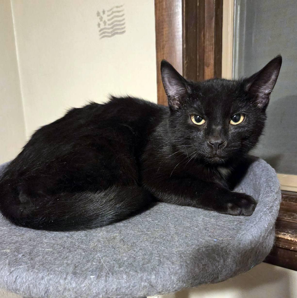 Enlarge Cole, an adopted Domestic Short Hair in Pittsburgh, PA image 2/4