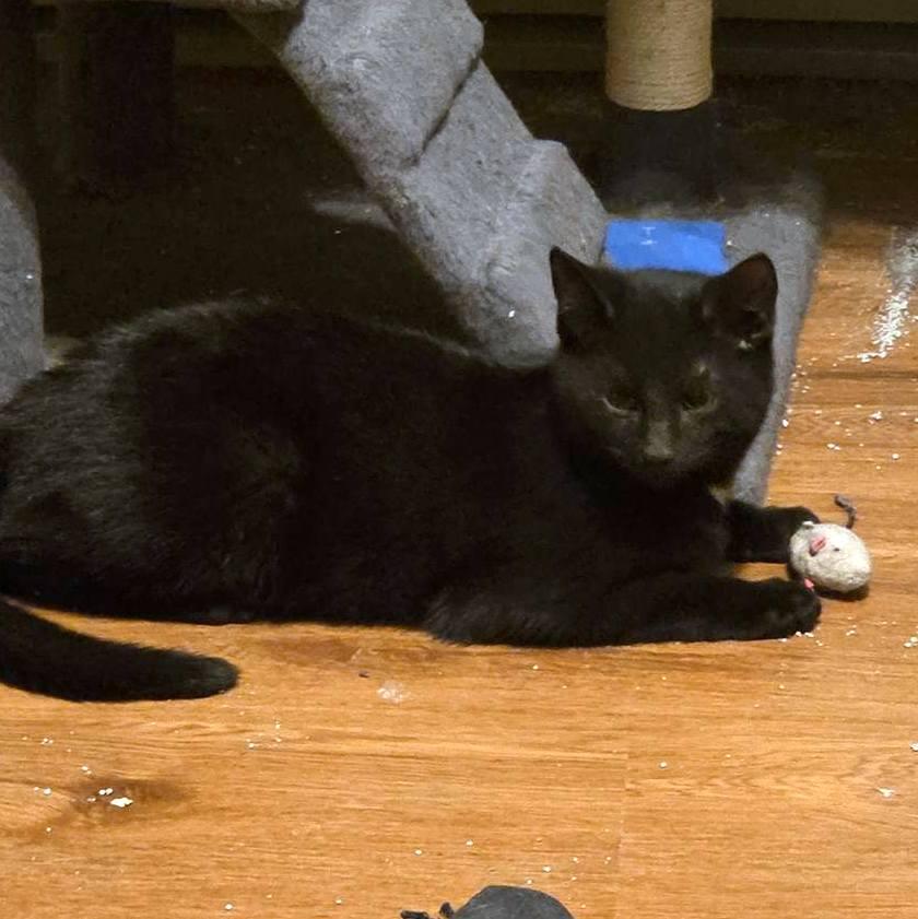 Enlarge Cole, an adopted Domestic Short Hair in Pittsburgh, PA image 4/4