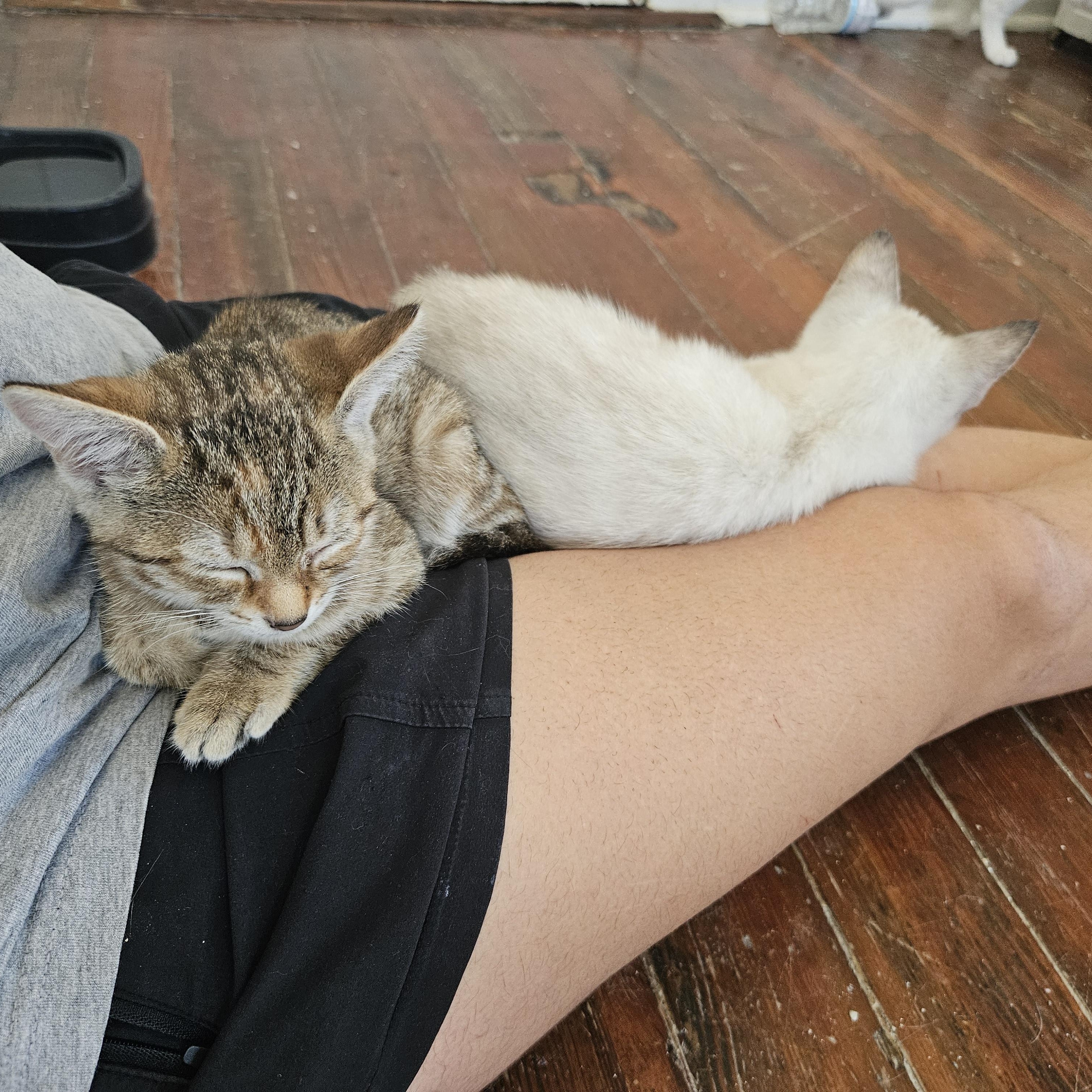 Enlarge Lil Lady, a Adoptable mixed breed in Wilmington, NC image 5/6